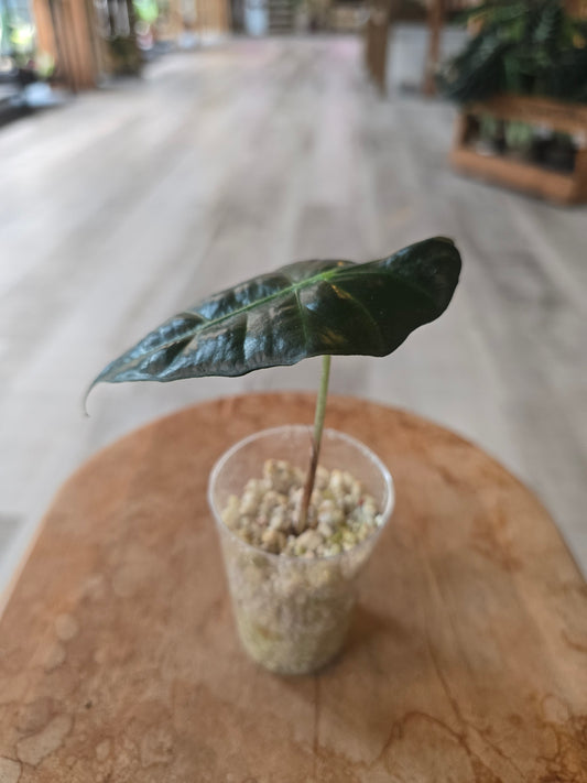Alocasia Polly (JP)