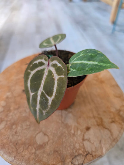 Anthurium Red Crystallinum