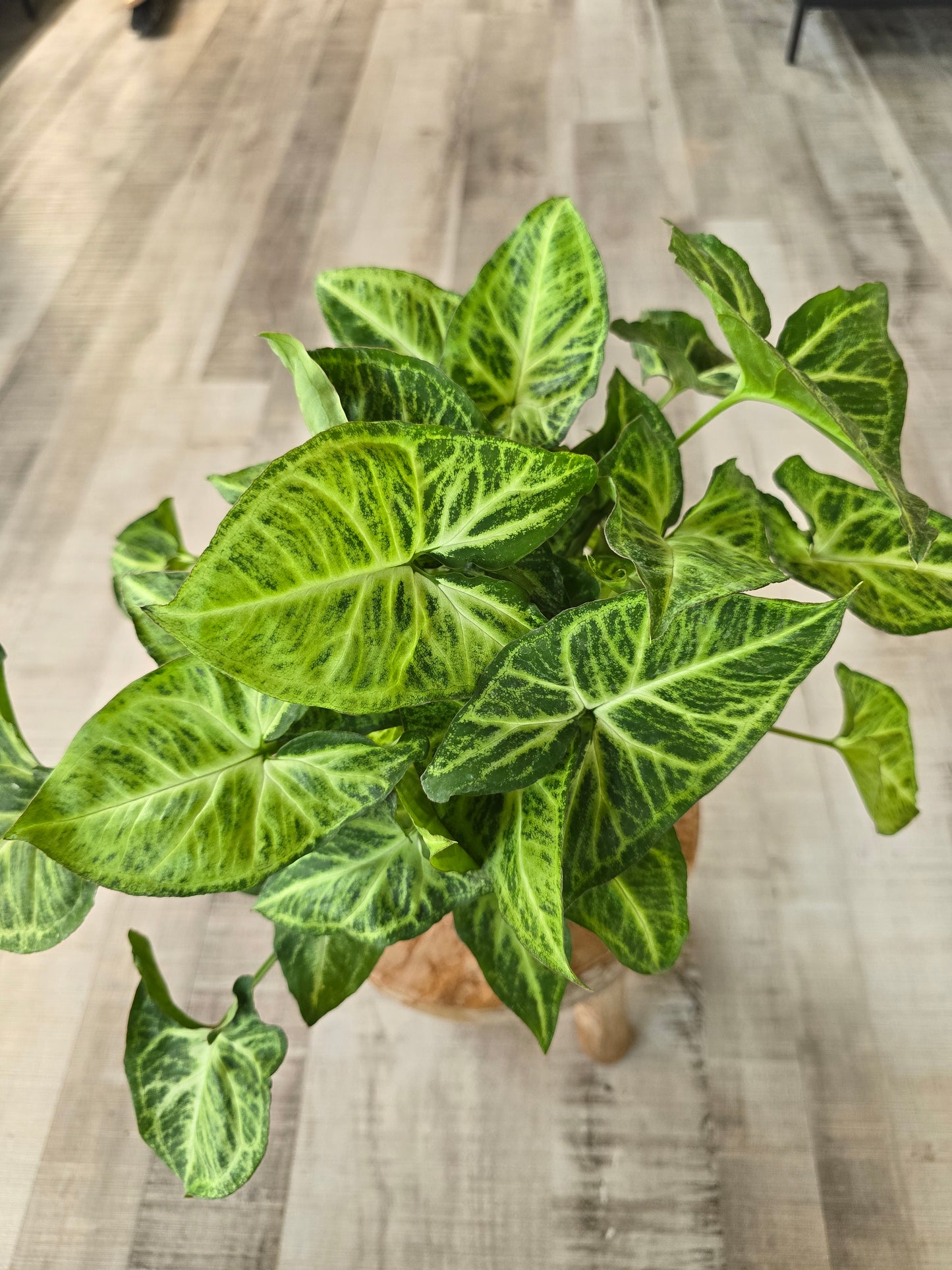 Syngonium Podophyllum 'Arrow'