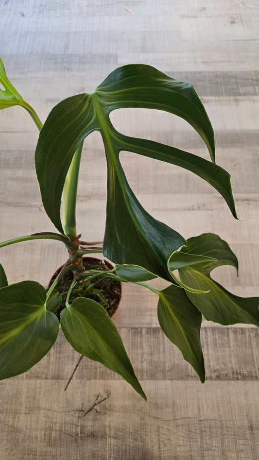 Monstera Burle Marx Flame