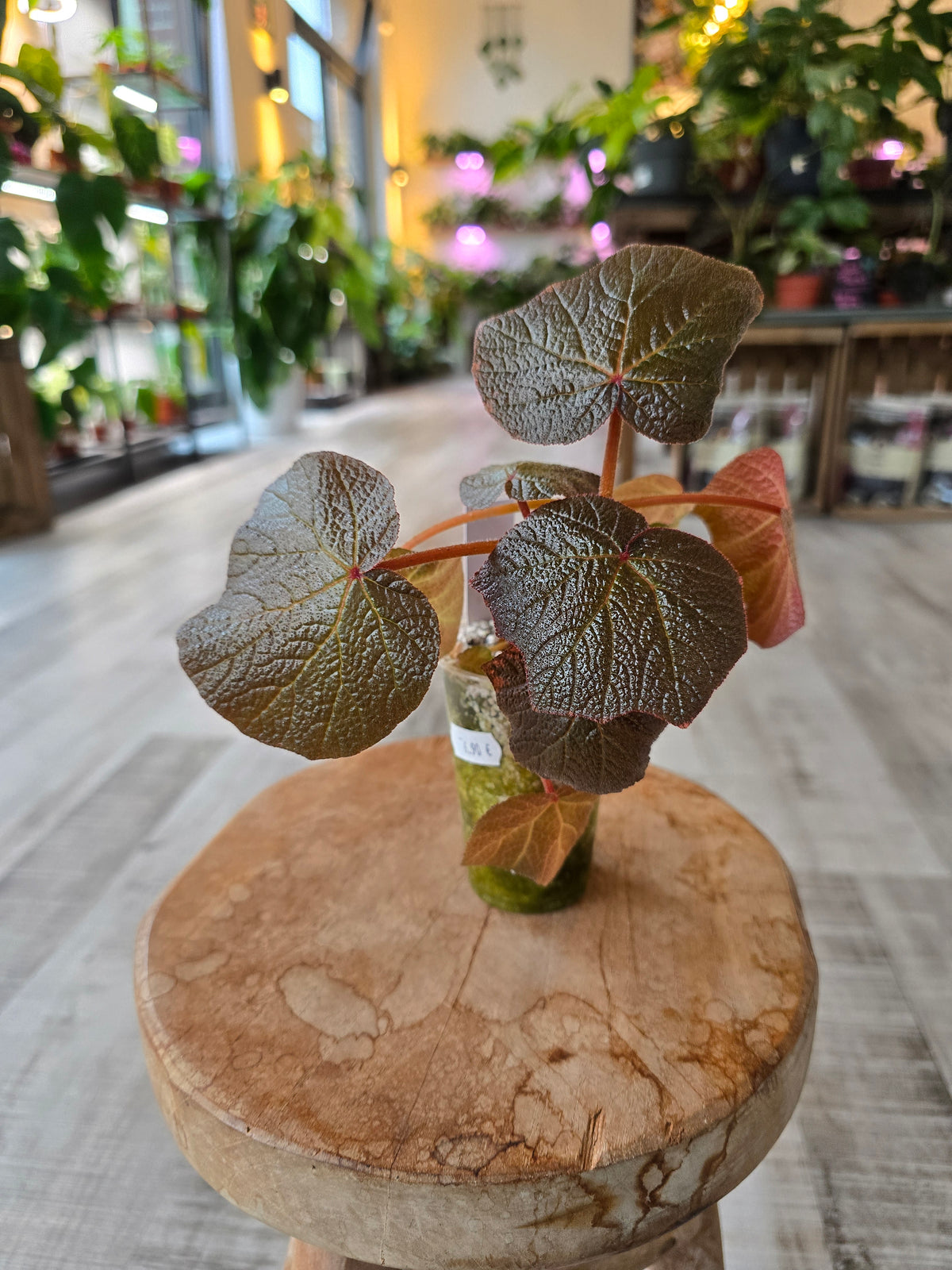 Begonia Boomer (RC1)