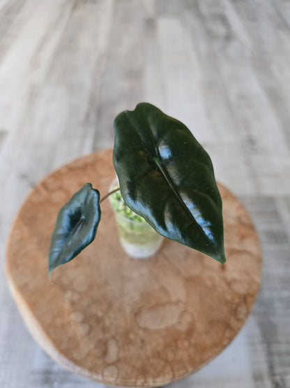 Alocasia chantrieri (JP)