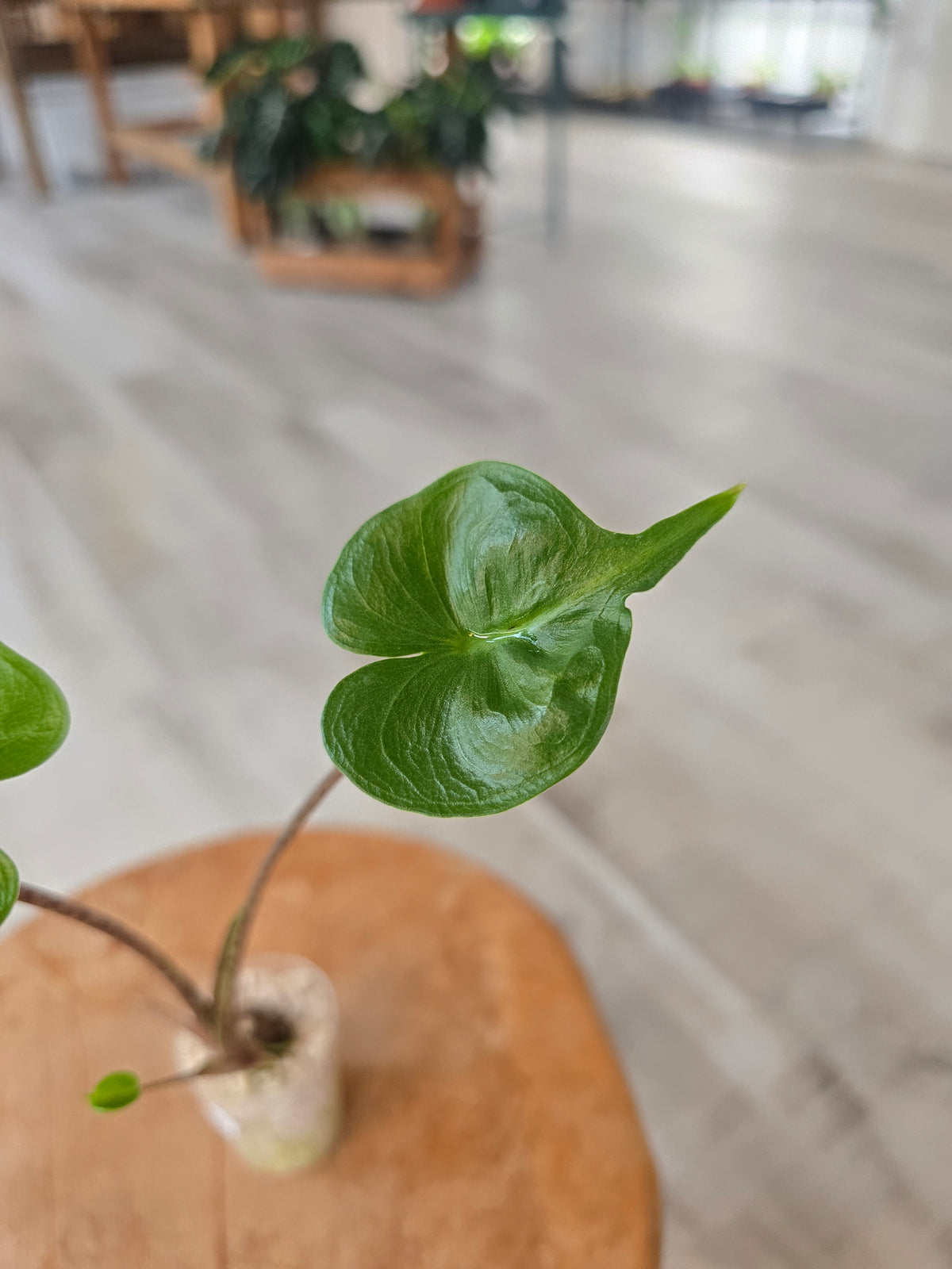 Alocasia Stingray (JP)