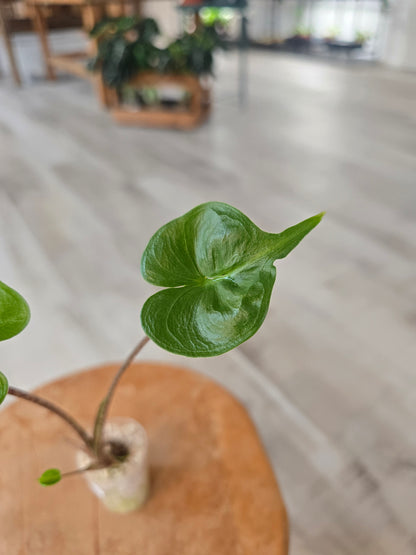 Alocasia Stingray (JP)