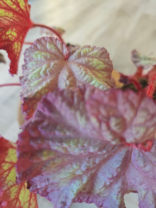 Begonia Pink Panther