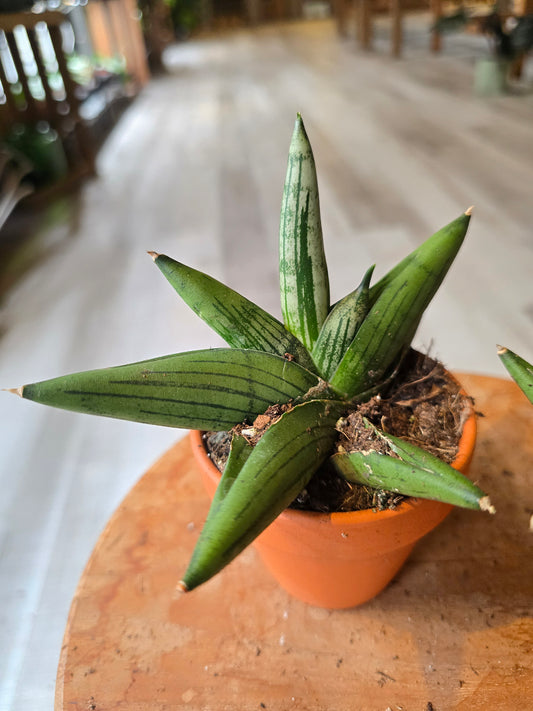 Sansevieria Rookie
