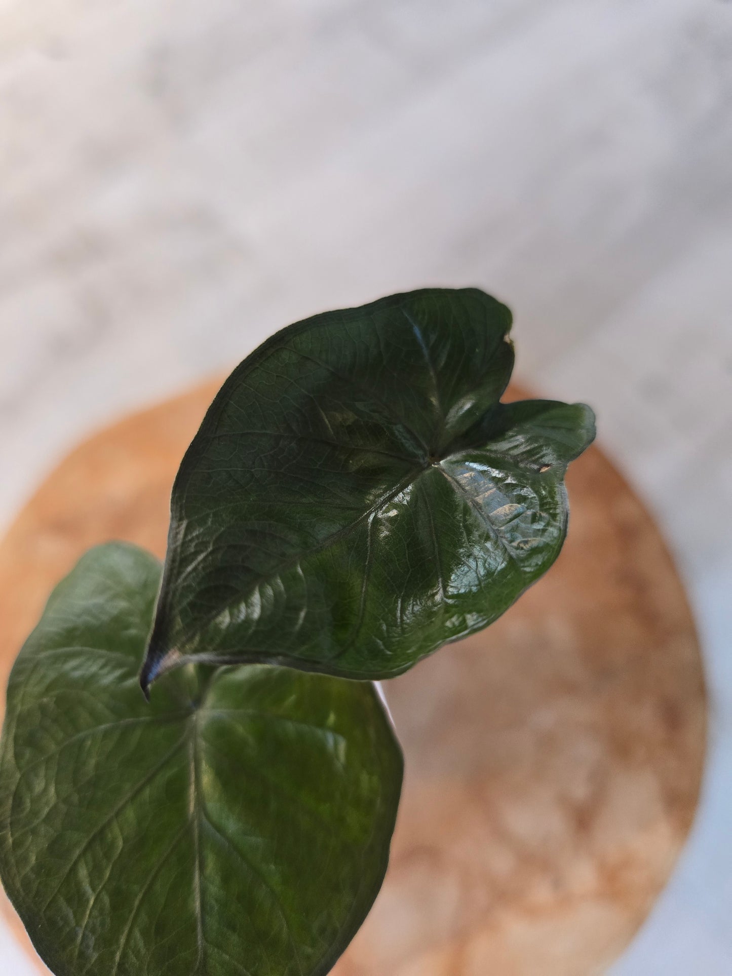Alocasia Serendipity (JP)