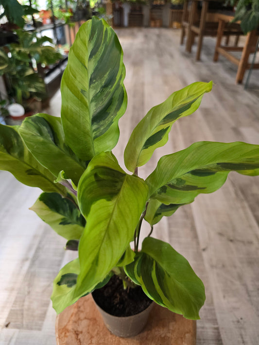 Calathea 'Yellow Miracle'