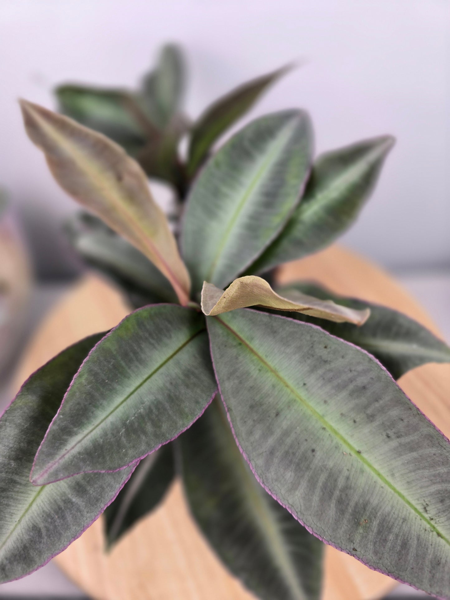 Labisia pumila