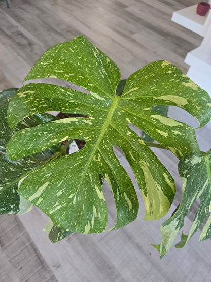Monstera Thai Constellation (1)