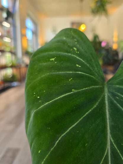 Philodendron Gloriosum Verde (JP)