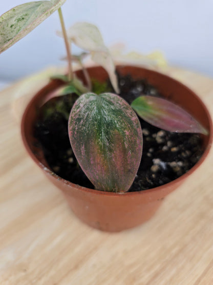 Philodendron scandens micans pink marble variegata