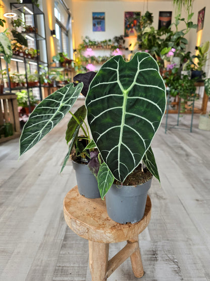 Alocasia Pride of Curup