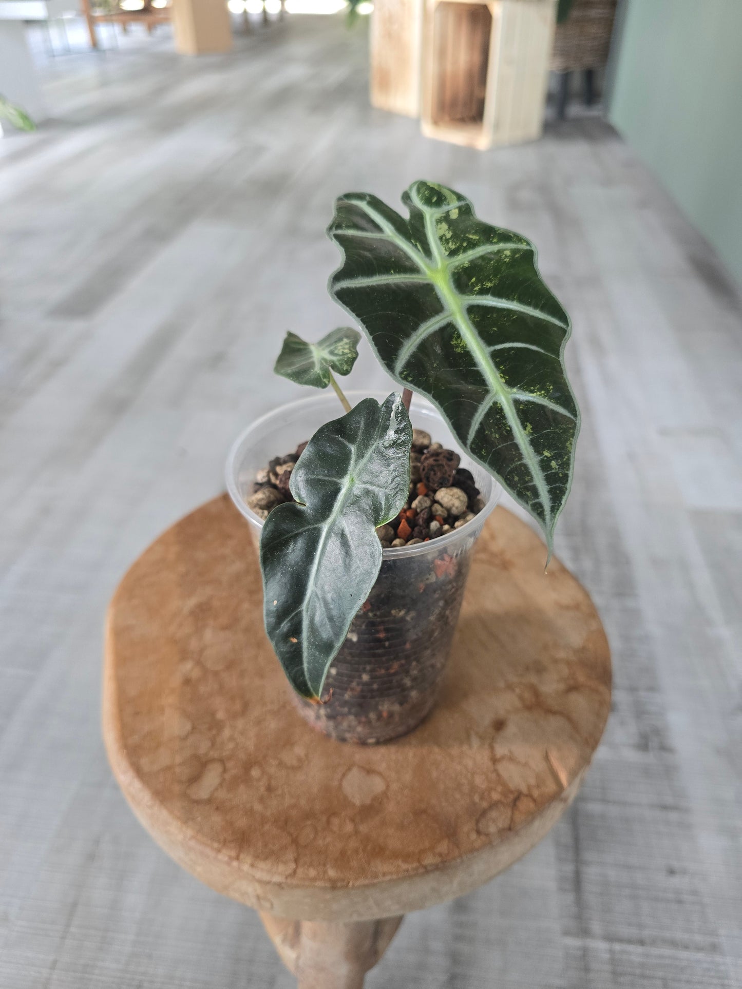 Alocasia Polly variegata (low variegated P2)