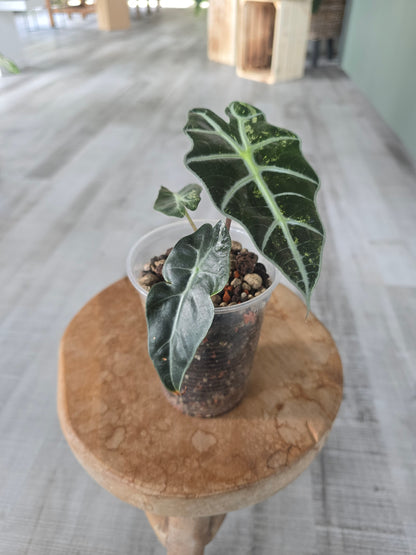 Alocasia Polly variegata (low variegated P2)