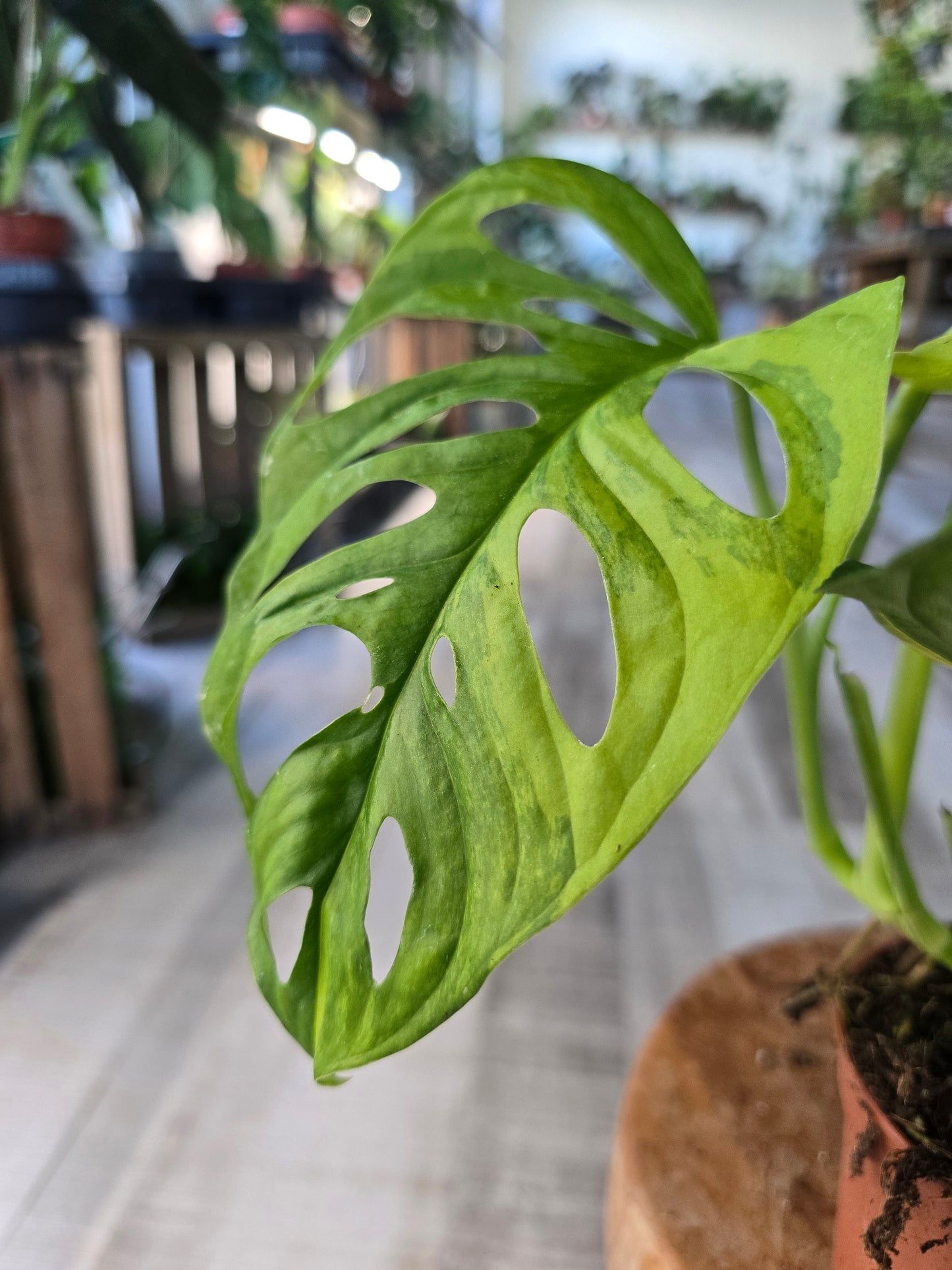 Monstera adansonii Aurea Variegata
