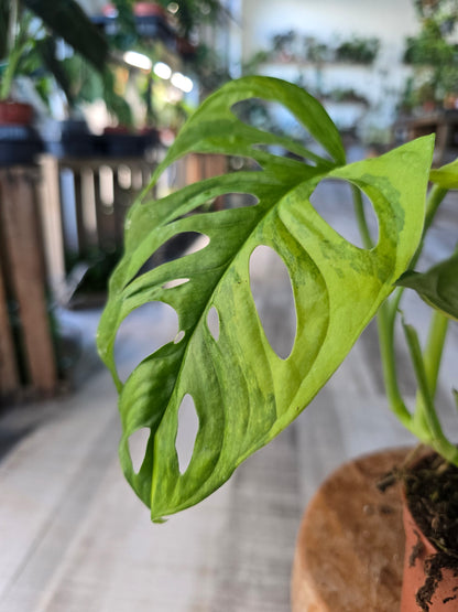 Monstera adansonii Aurea Variegata