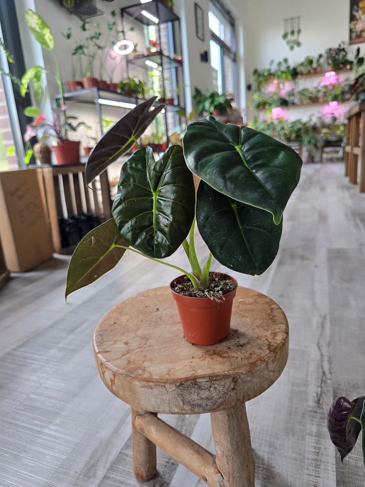 Alocasia 'Golden Bone'