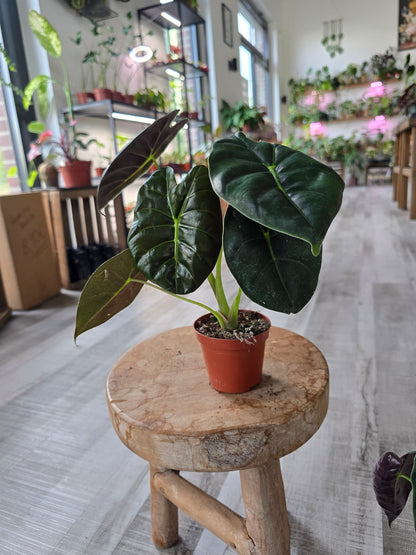 Alocasia 'Golden Bone'