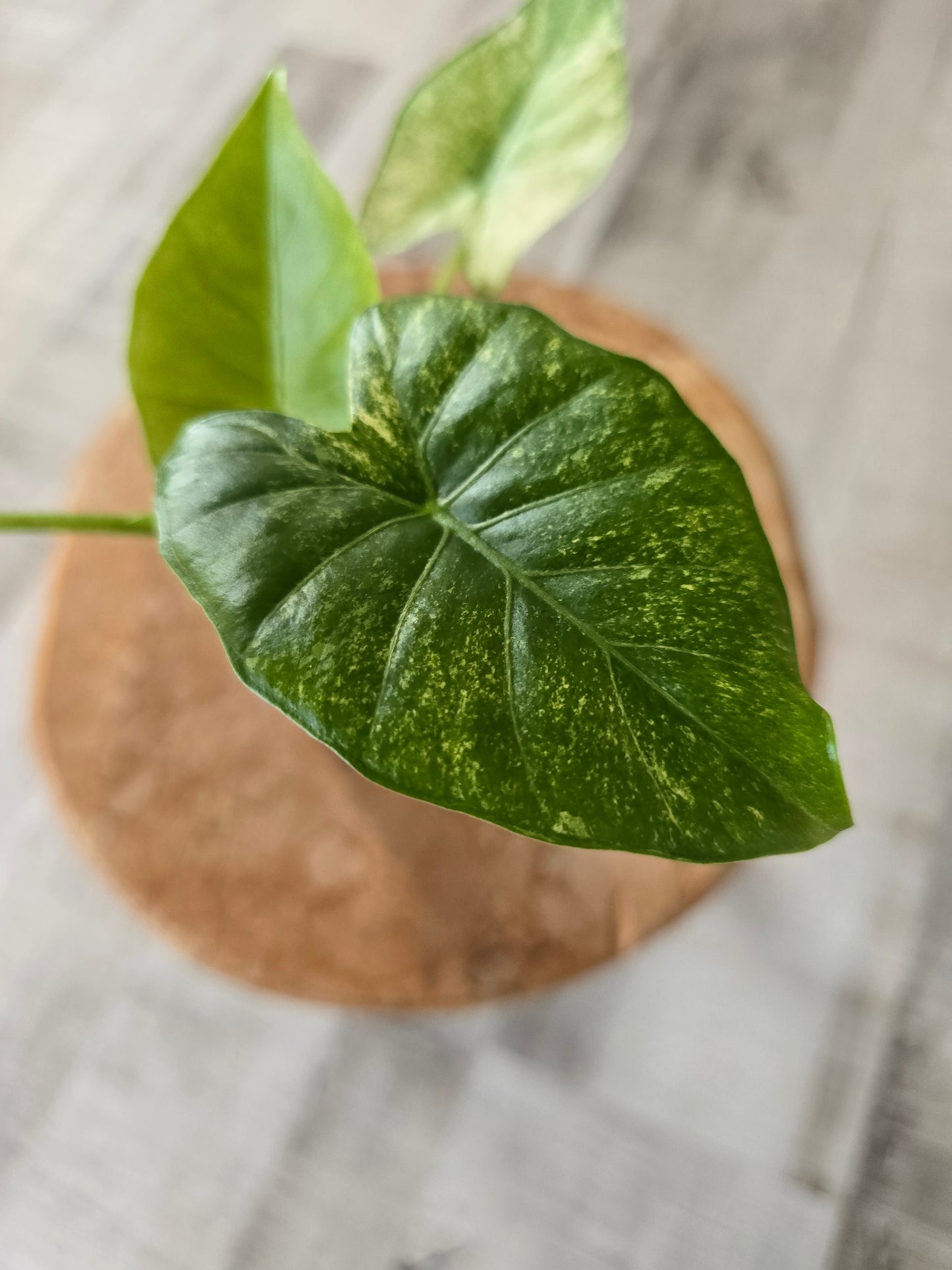 Alocasia Gageana albo/mint (JP)
