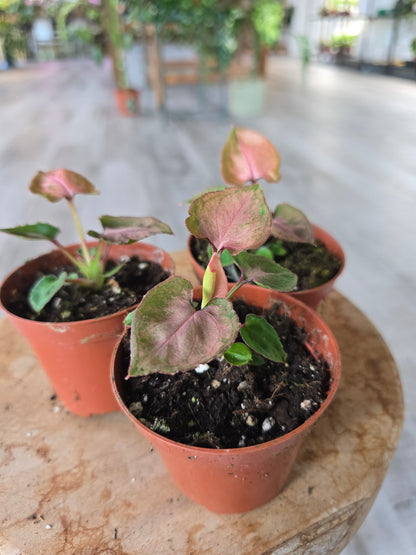 Syngonium Pink Perfection