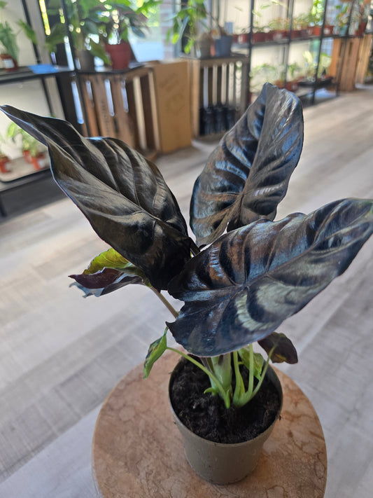 Alocasia infernalis 'Black Magic'