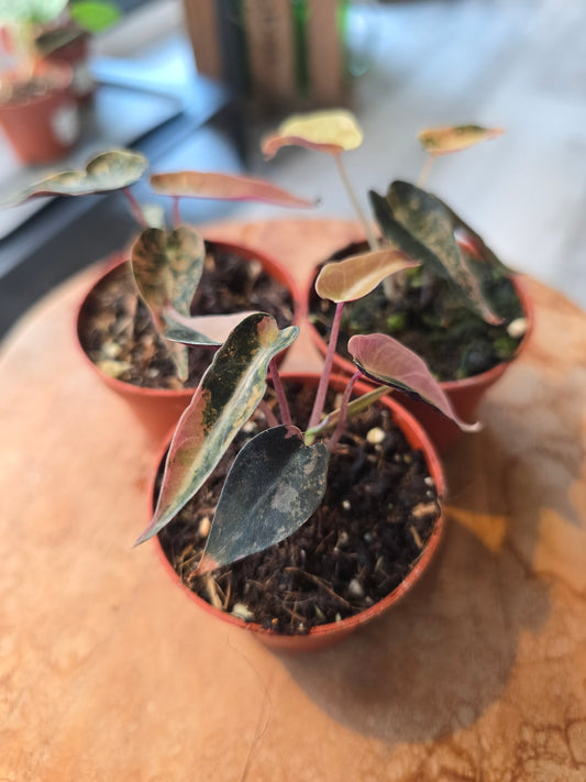 Alocasia Bambino Aurea