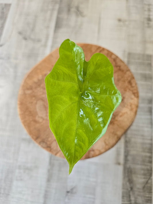 Alocasia Nycteris Batwing (JP)