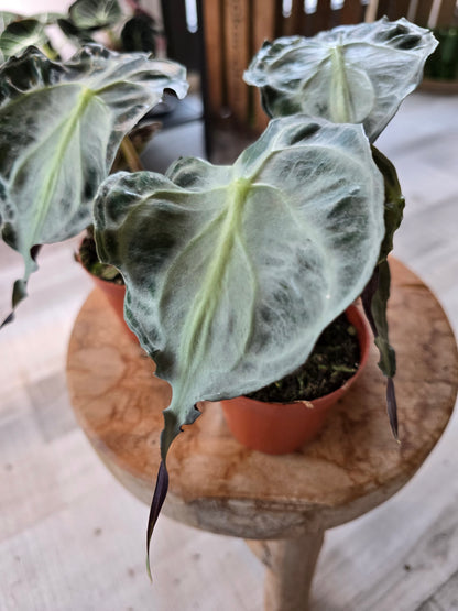 Alocasia Venom
