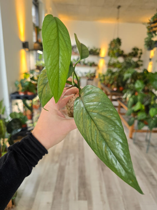 Epipremnum Cebu Blue (RC)