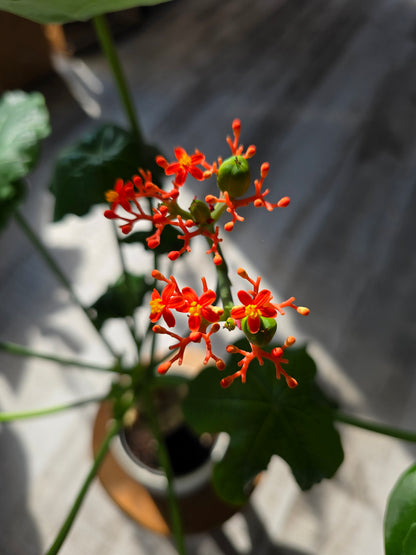 Jatropha Podagrica