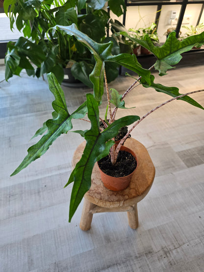 Alocasia Sabrina 'Narrow'