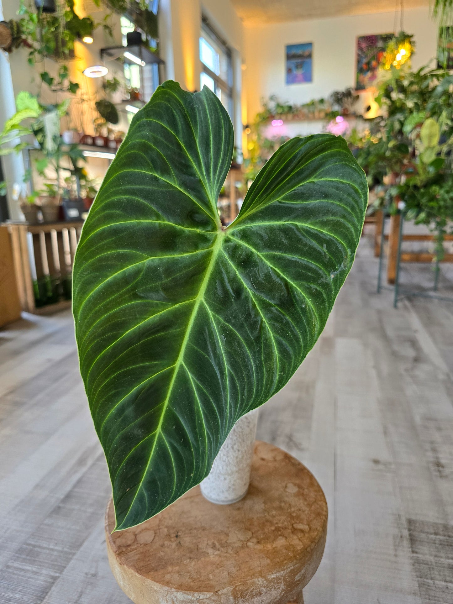 Philodendron Splendid (RC)