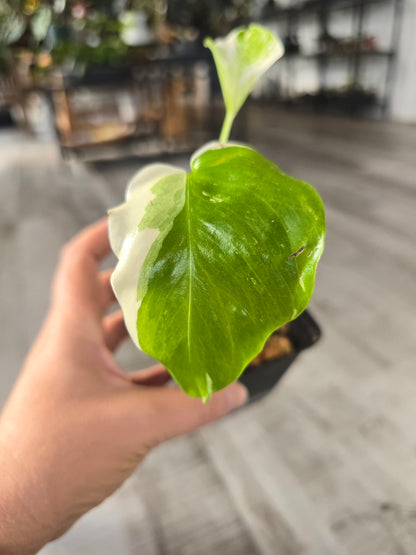 Monstera Borsigiana Albo (LS 8)