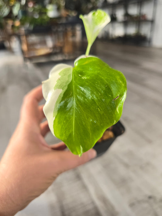 Monstera Borsigiana Albo (LS 8)