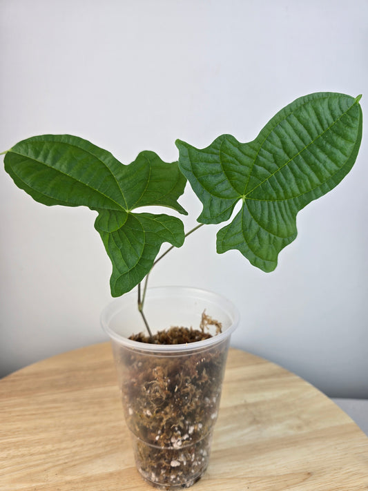 Dioscorea sansibarensis (JP)