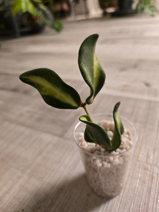 Hoya DS 70 variegata (JP)