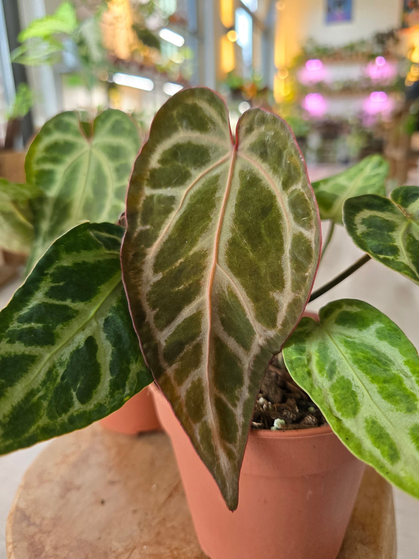 Anthurium Snow Queen Mutation