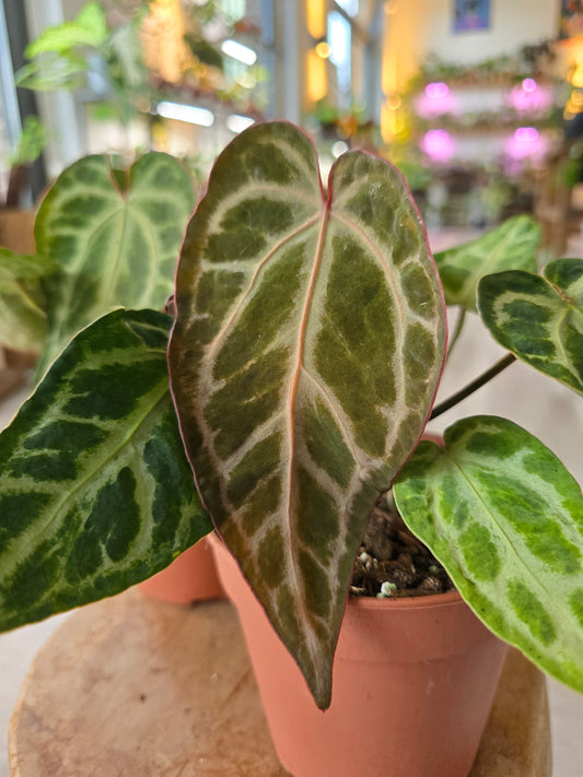 Anthurium Snow Queen Mutation