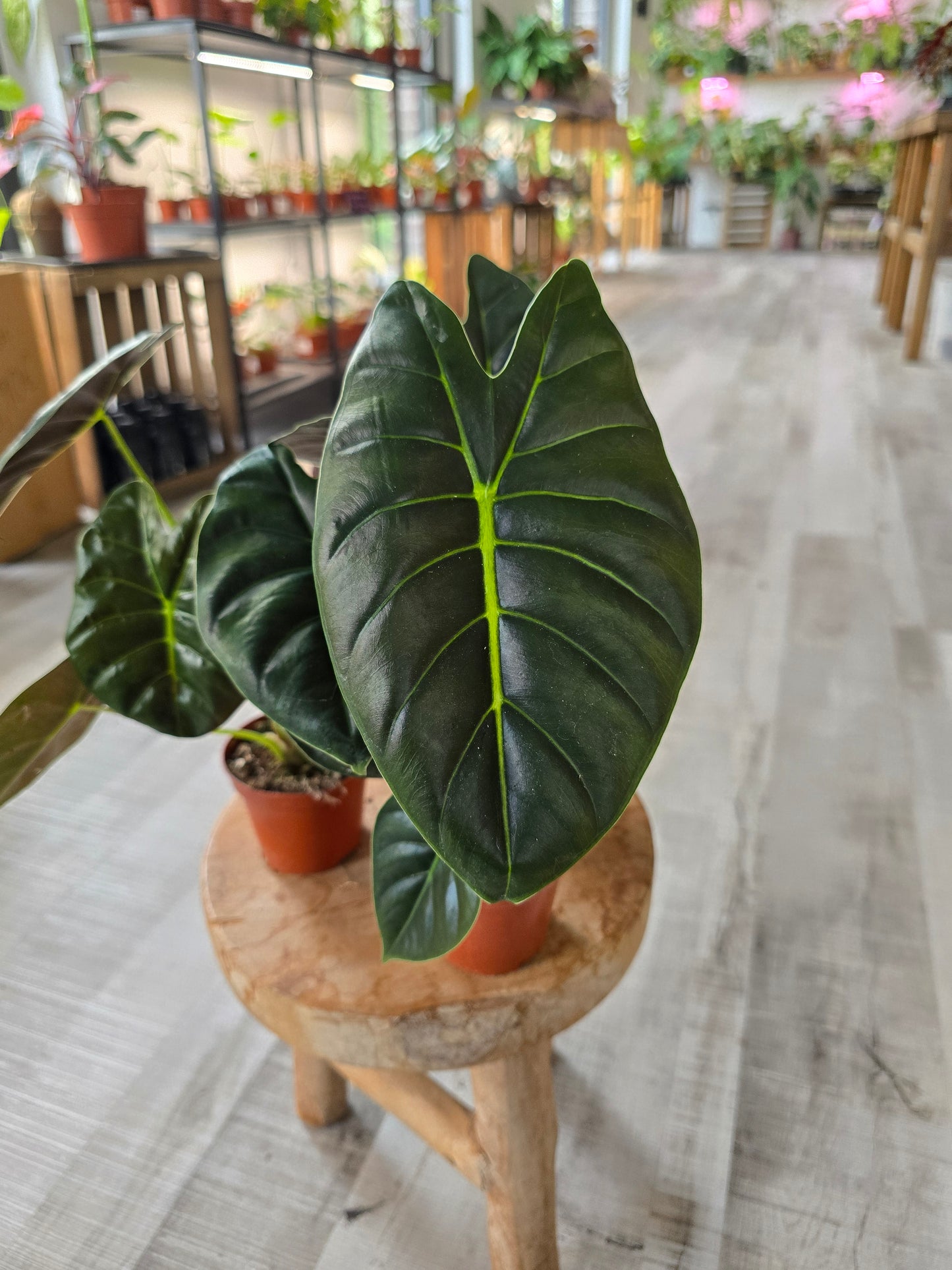 Alocasia 'Golden Bone'