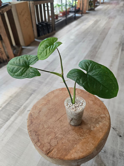 Syngonium sp. Costa Rica (JP1)