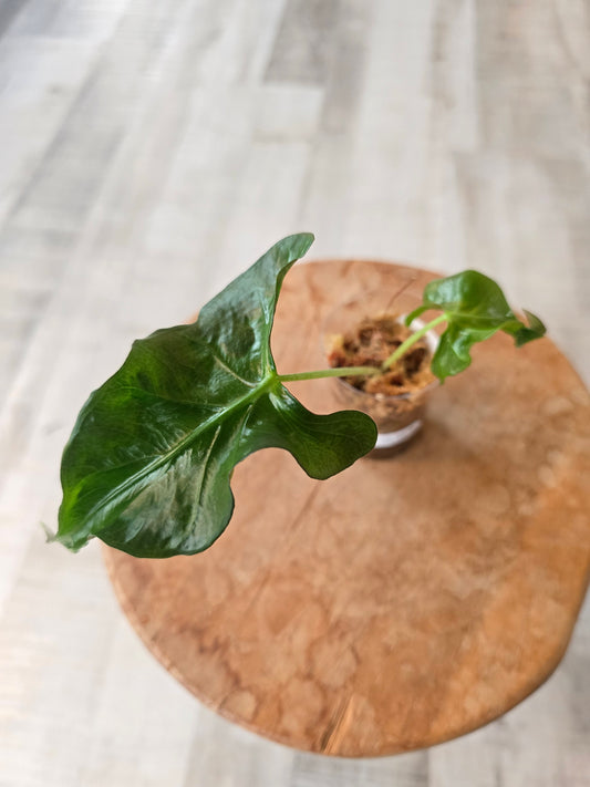 Alocasia Loco (JP1)