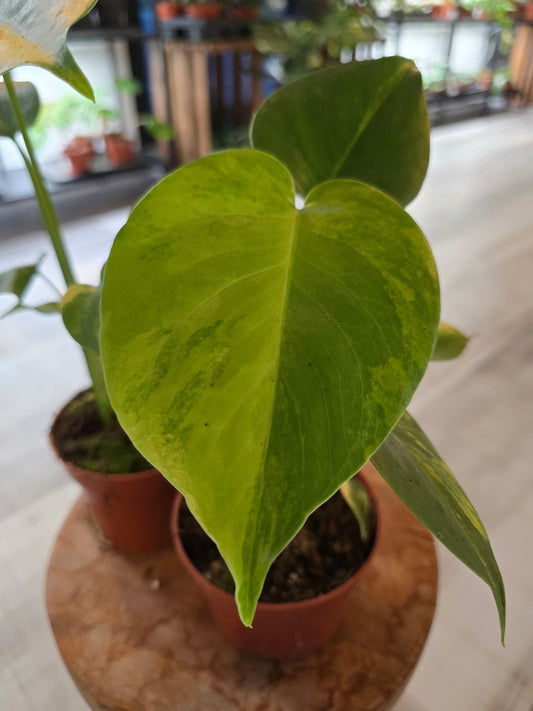 Monstera Deliciosa Aurea