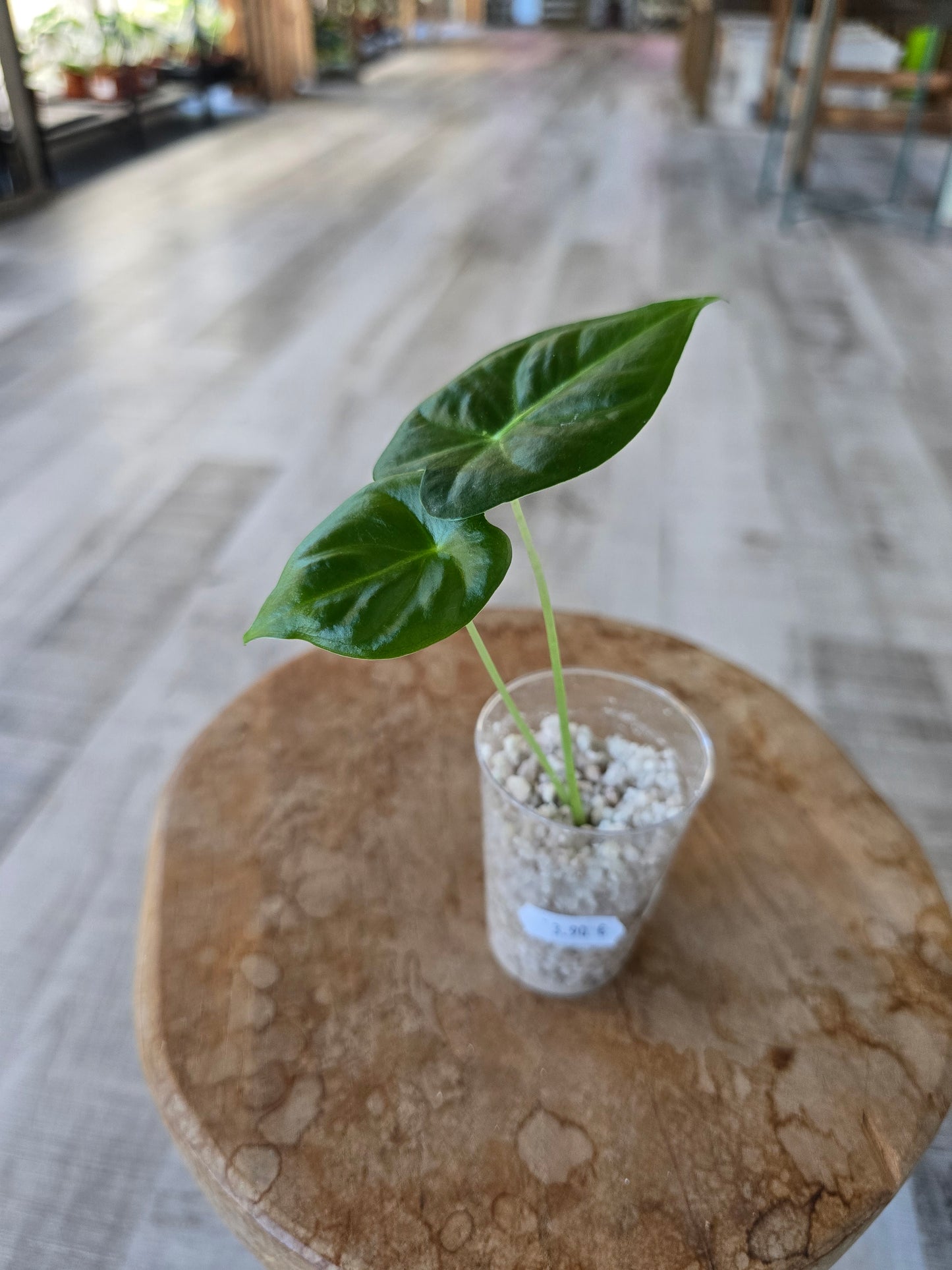 Alocasia Frydek (JP)