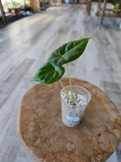 Alocasia Frydek (JP)