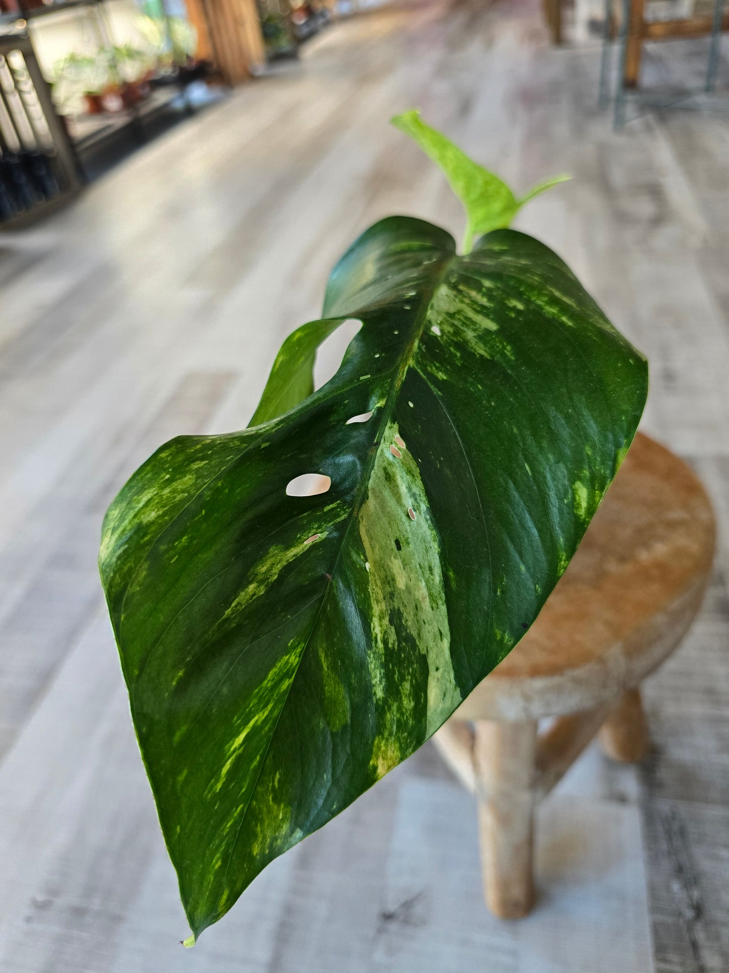 Epipremnum Pinnatum Cintho Goldfinger (RC)