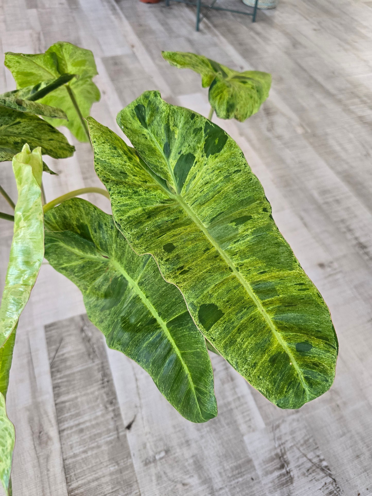 Philodendron Paraiso Verde XL