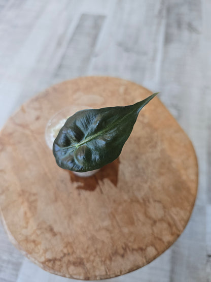 Alocasia Venom (JP)