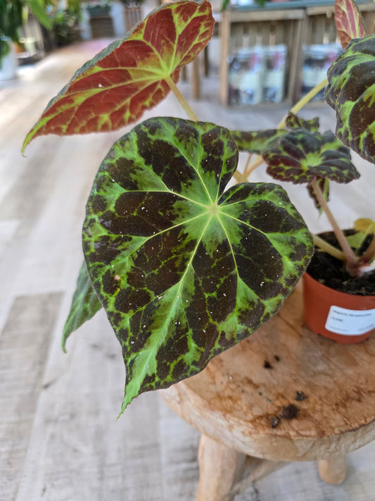Begonia Barsalouxiae