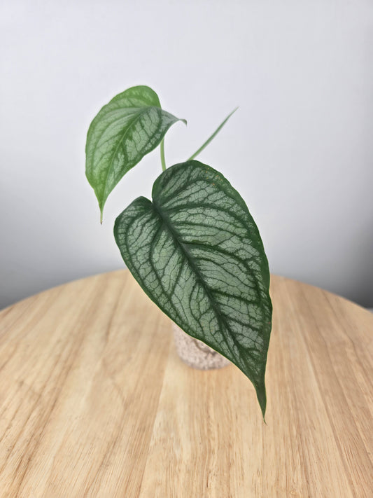 Monstera Siltepecana 'El Salvador'